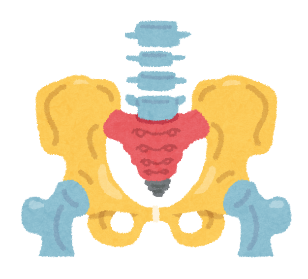 骨盤 整体・接骨院・整体院